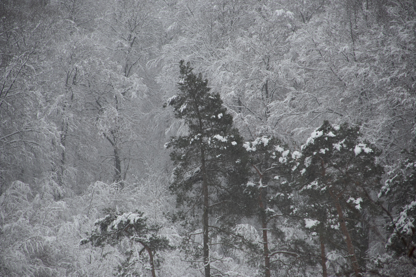 Teutoburger Wald Kalender